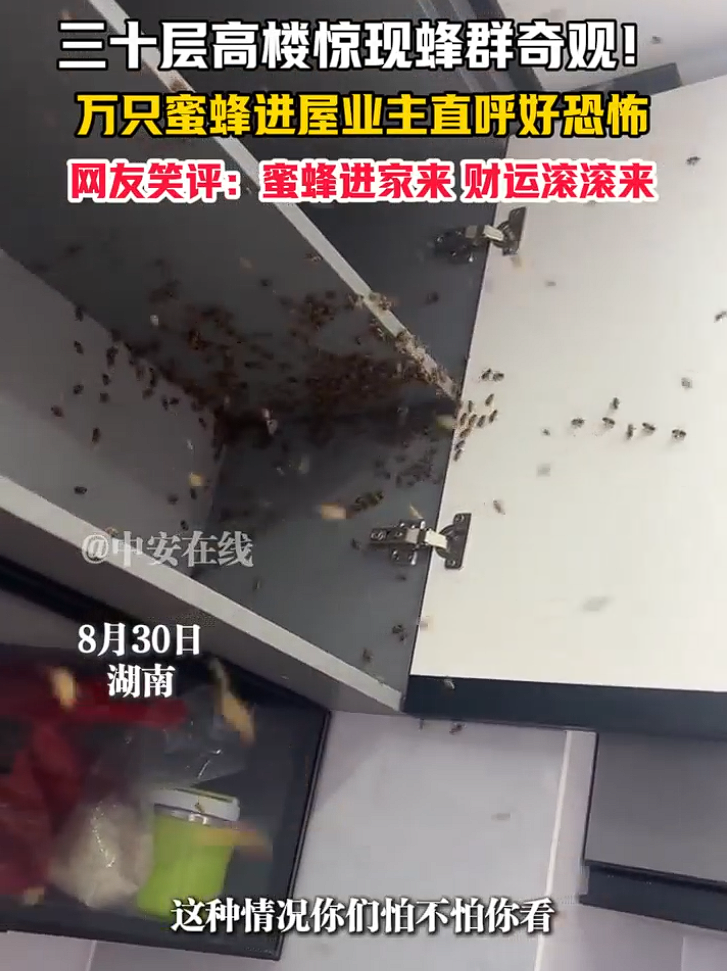 上万蜜蜂进家里筑巢
